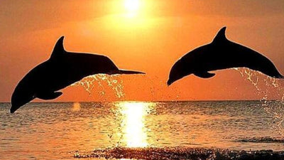 Dolphin Ocean Diamond Art
